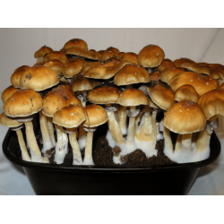 Рожевий бізон (відбиток спор "S" 1 шт.) / Psilocybe Cubensis Pink Buffallo